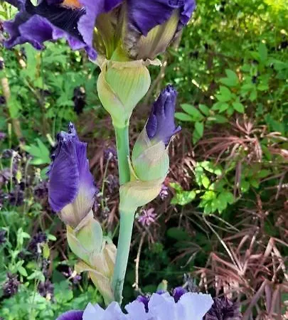 Le Tilleul Du Perche - Jardin Clos - Fibre - Teletravail - Parking Prive La Ventrouze