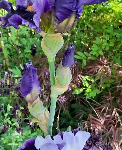 Le Tilleul Du Perche - Jardin Clos - Fibre - Télétravail - Parking Privé La Ventrouze